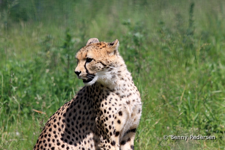 Gepard 1.jpg - Gepard (Acinonyx jubatus)